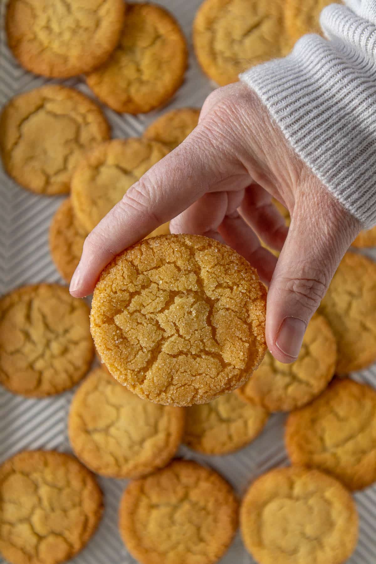 A hand lifting a vanilla sugar cookie off the baking tray.